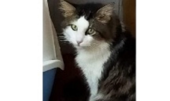 Radio Zampetta Sarda: “Sos per Pedro scomparso in via Cornalias a Cagliari”