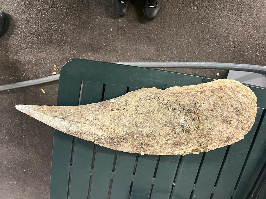 Sardegna vandalizzata, furto di specie protetta: due turisti sorpresi con una nacchera di mare in auto