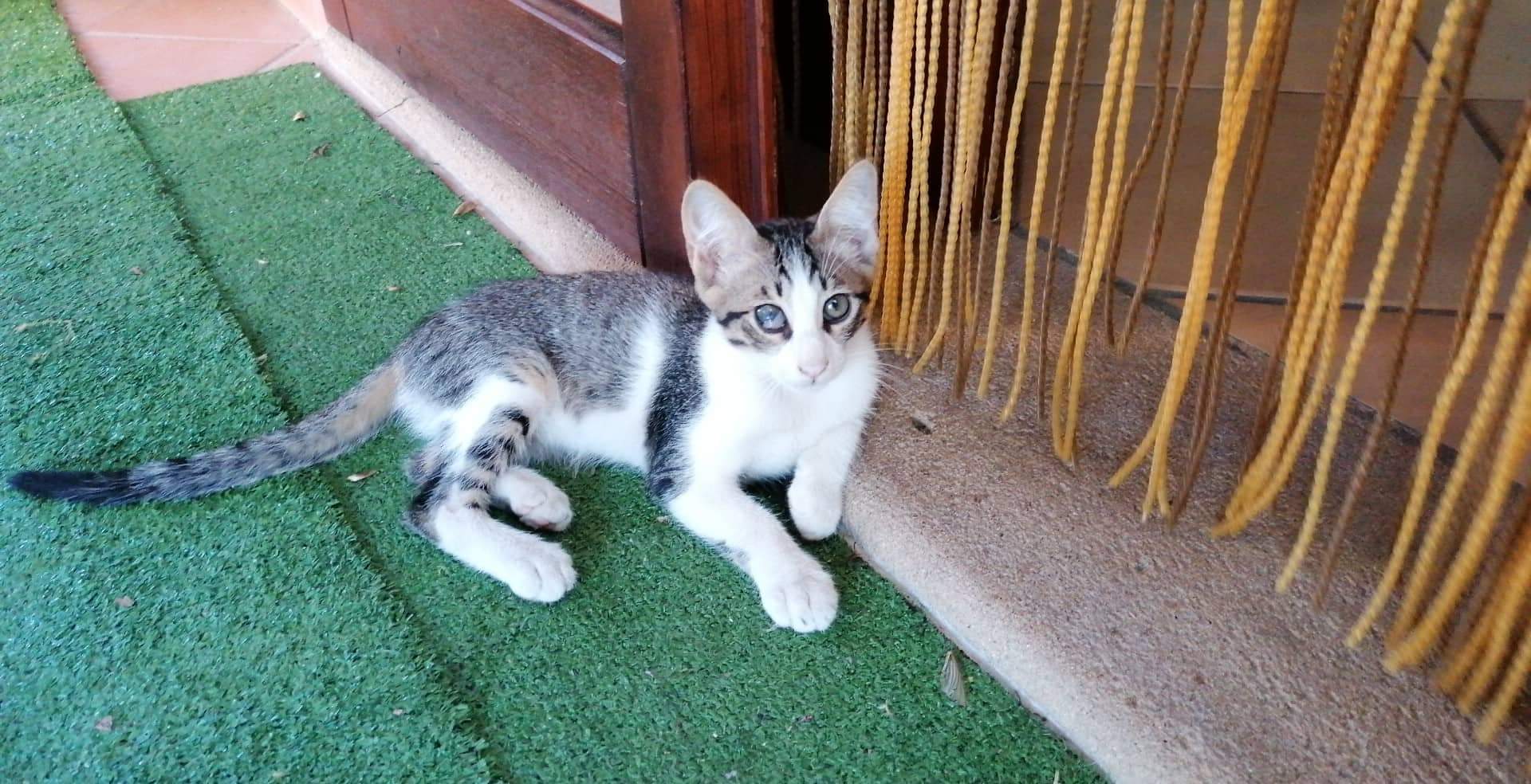 L’sos di una turista a Villasimius: “Gattina microchippata dal Comune, vietata l’adozione”