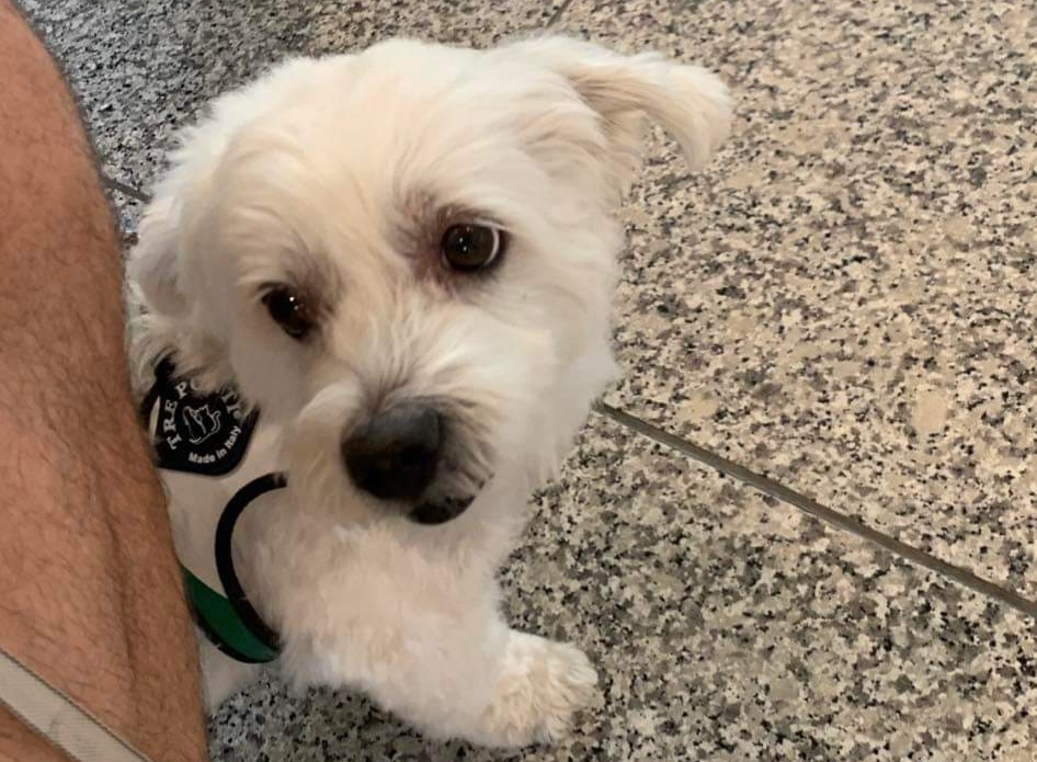 Sos da Porto Rotondo: “Il nostro cane è scomparso, darò 5mila euro a chi lo ritrova”