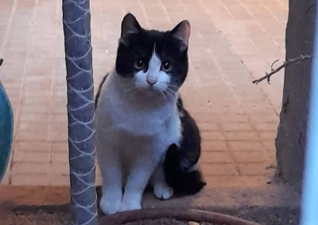C’è da salvare la gattina Mini, si è rotto il trasportino e rischia di arrivare da sola sulla 131