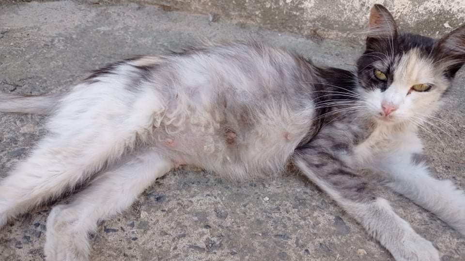 Radio Zampetta Sarda: Sos randagismo a Fluminimaggiore