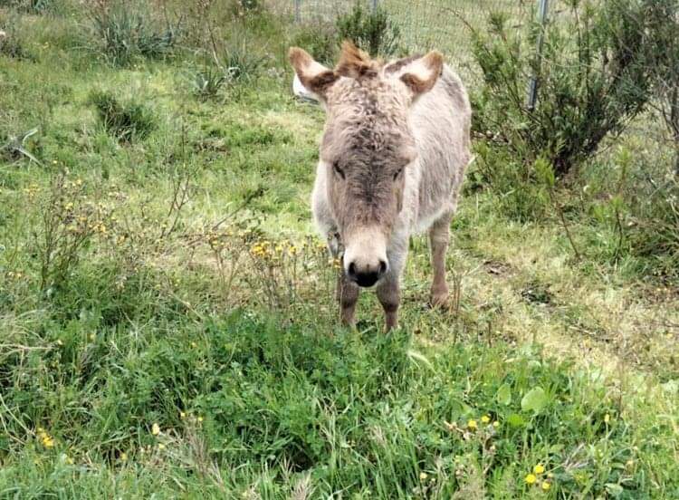 Radio Zampetta Sarda, cercasi il dolce asinello Arturo: si offre lauta ricompensa