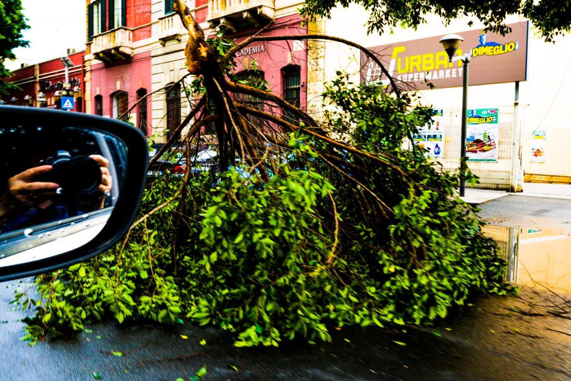 Viale Trieste, crolla un albero enorme davanti al supermercato: paura nella città sott’acqua