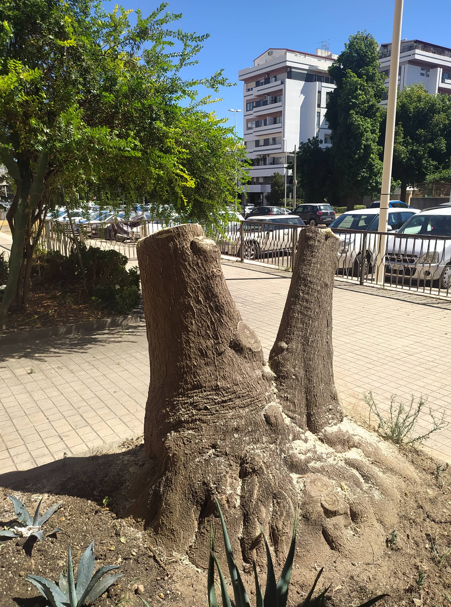 “Strage di alberi a Genneruxi, motoseghe in azione tra le proteste di residenti e commercianti”