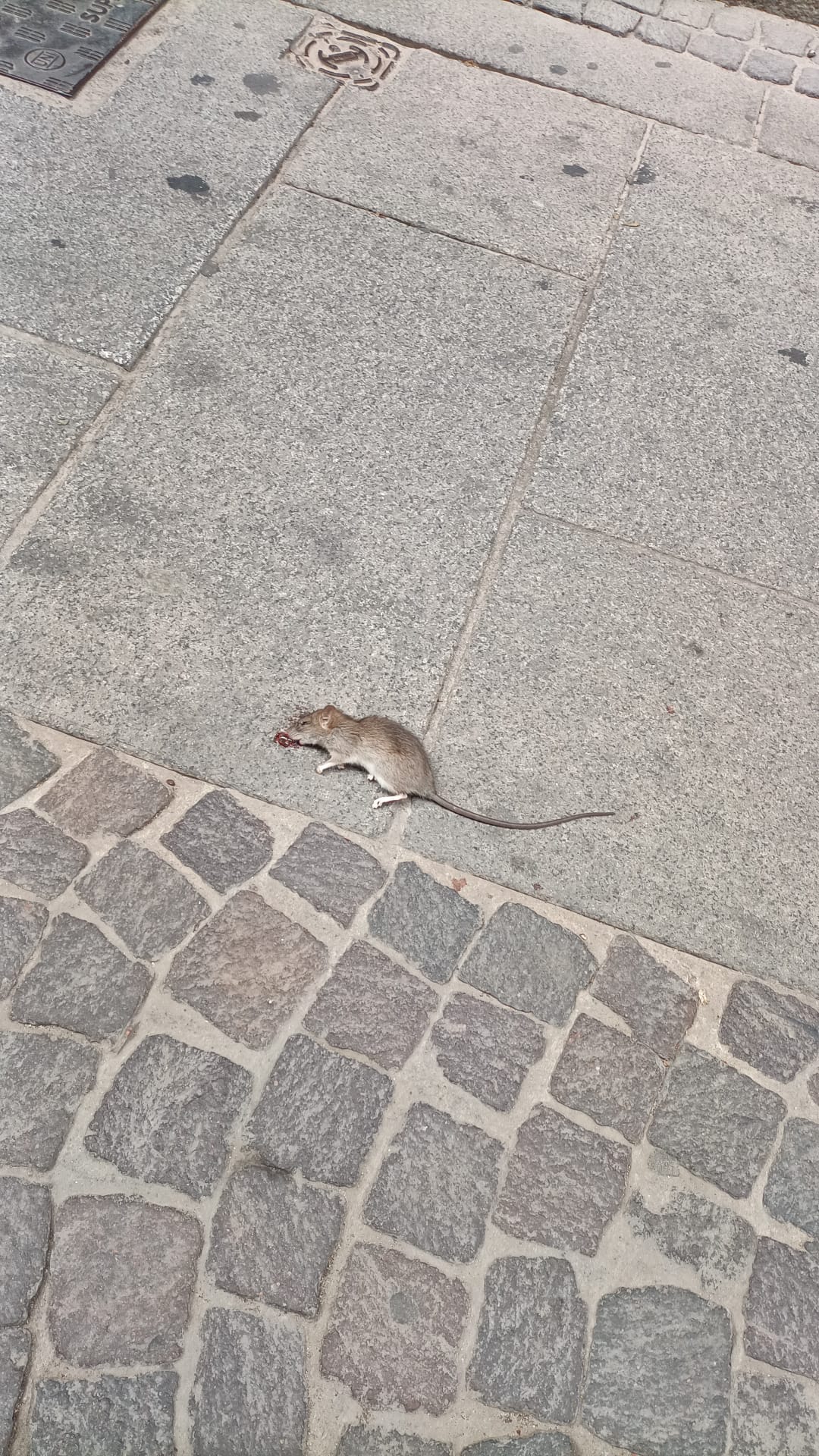 Incubo topi a Villanova, il Pd all’attacco di Truzzu: “Meno annunci e più lavoro”