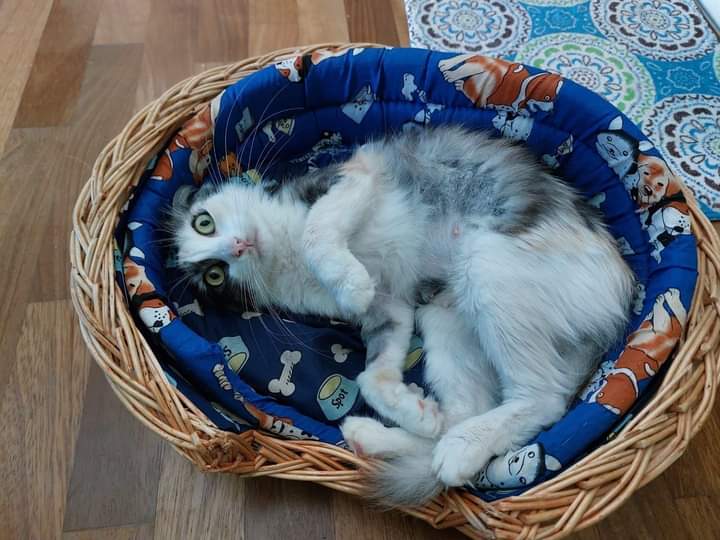 Adozione del cuore per la dolce Nikita, sos a Radio Zampetta Sarda