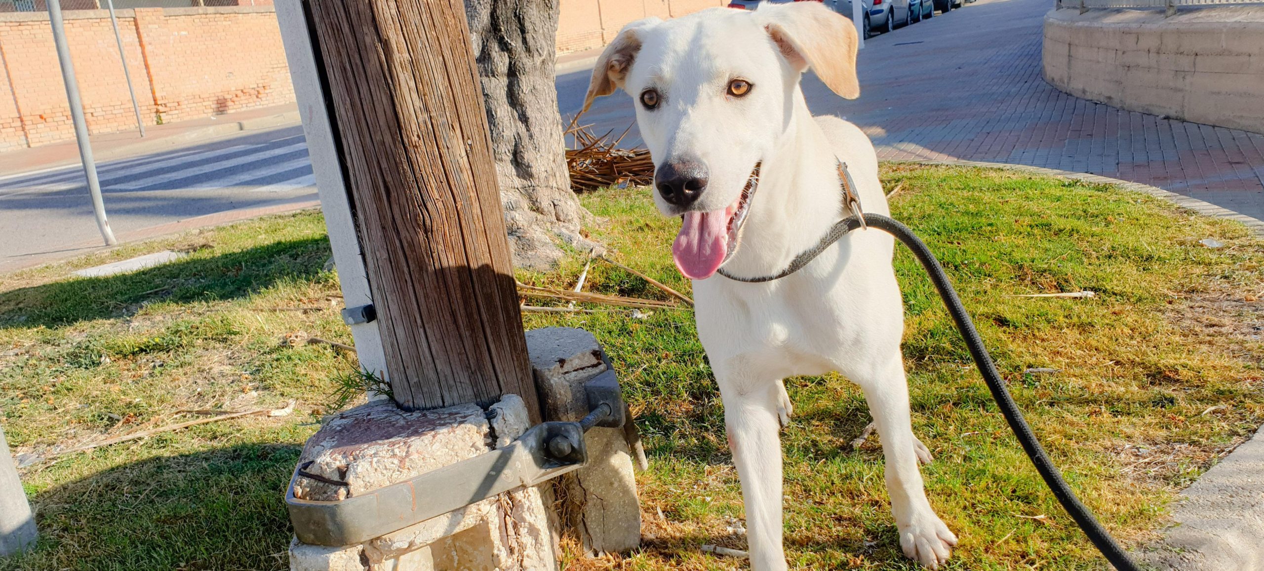Adotta un cane dal canile di Cagliari: Fred attende una famiglia per la vita