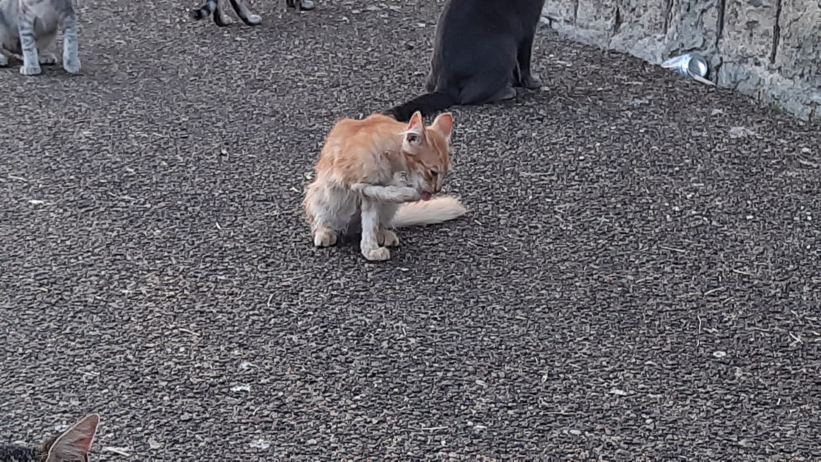 Cagliari, il grido d’aiuto degli animalisti: “Colonie feline letteralmente abbandonate dal Comune”