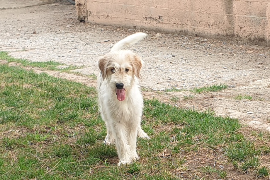 Adotta un cane dal canile di Cagliari: “Una famiglia per la vita per l’affettuosissimo Poseidone”