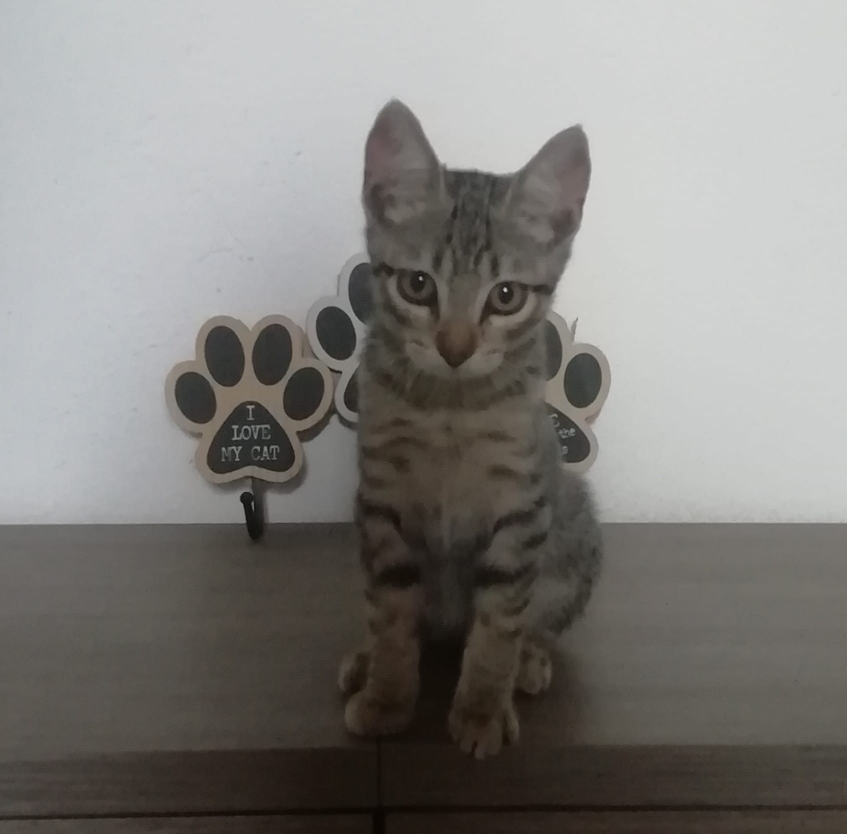 Radio Zampetta Sarda: cercasi adozione per il dolcissimo Ugo