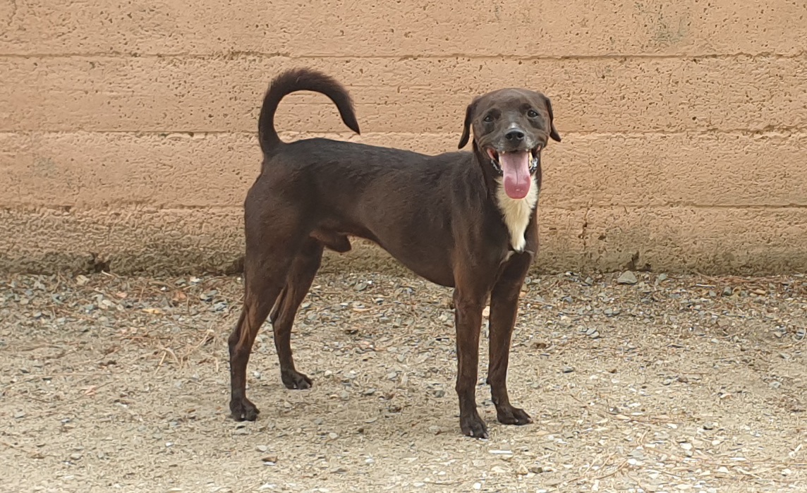 Adotta un cane dal canile di Cagliari: ecco Congo, trovato legato in un capannone