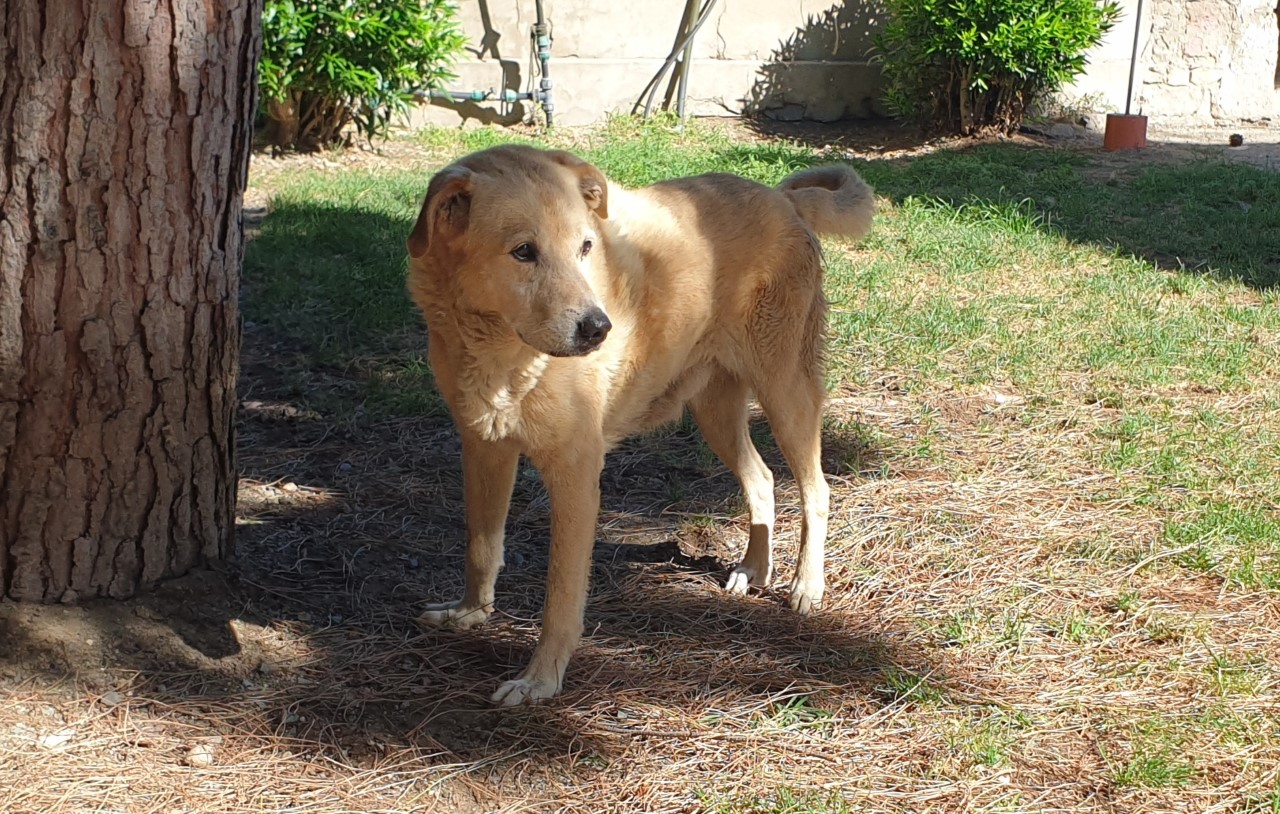 Adozioni del cuore a Cagliari: muore il padrone, il dolce Lillo finisce al canile