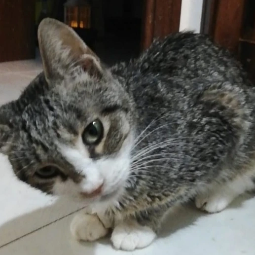 Appello a Radio Zampetta Sarda: Bambi ha bisogno di una trasfusione, è una corsa contro il tempo