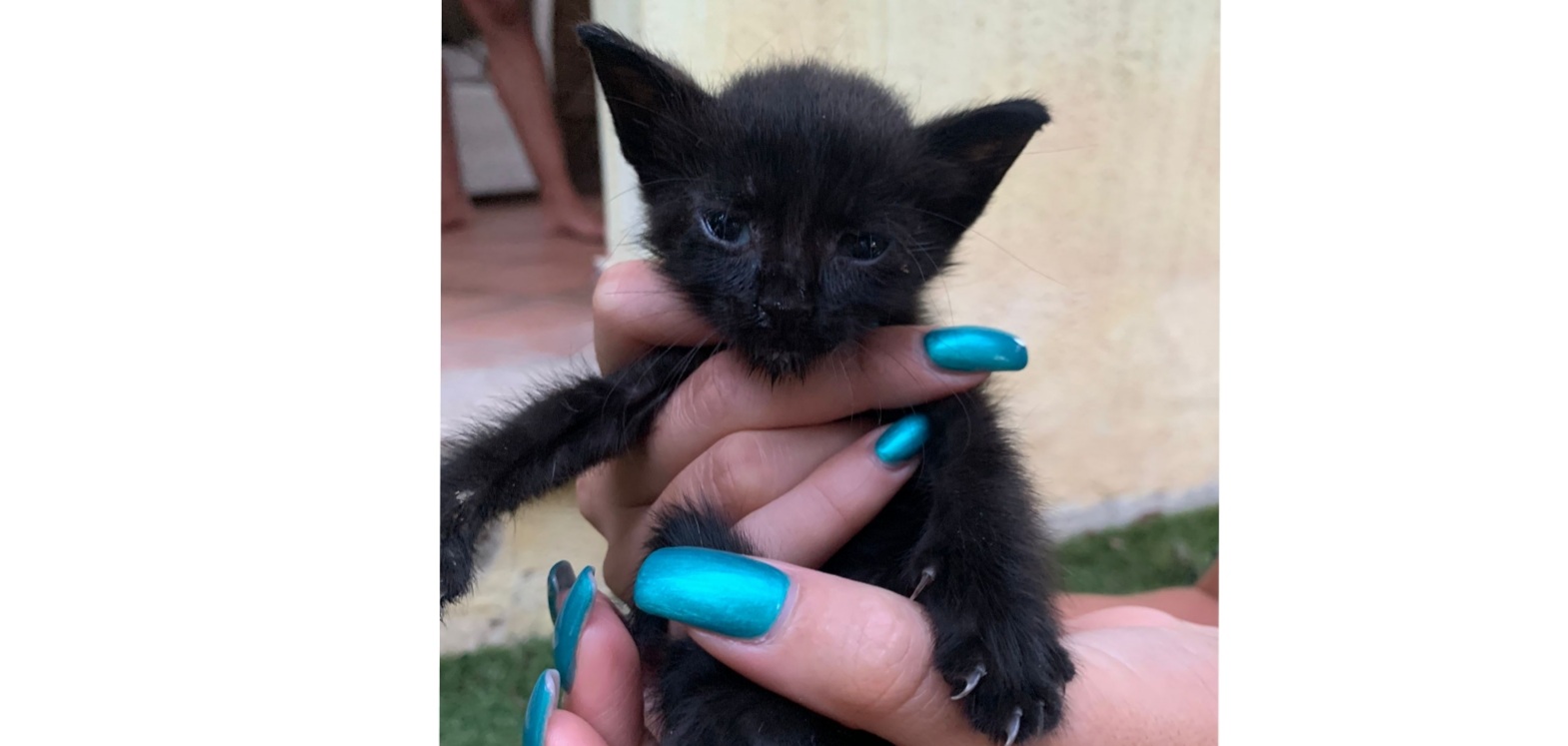 C’è un micro micio da salvare a Villasimius, non perdiamo tempo: ecco come possiamo fare