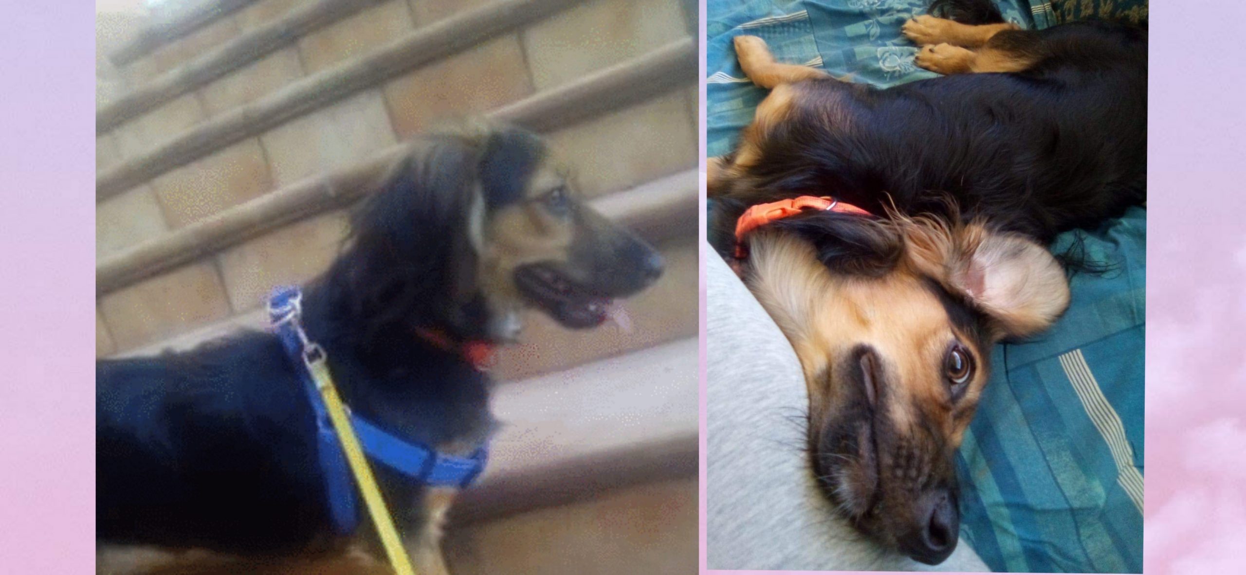 Radio Zampetta Sarda: sos per Lilla, cagnolina a pelo lungo smarrita a Serrenti