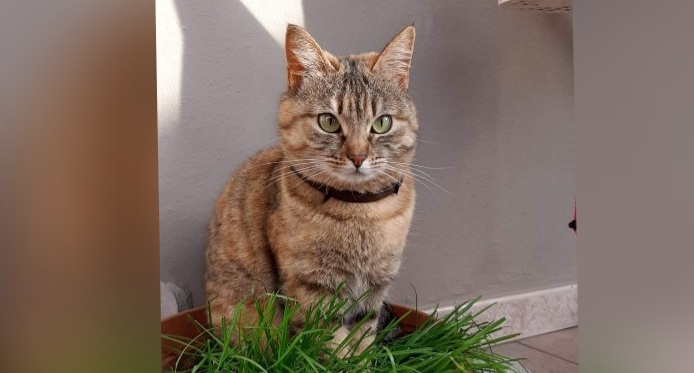 Sos a Radio Zampetta Sarda: cercasi Minnie, scomparsa a Villasor