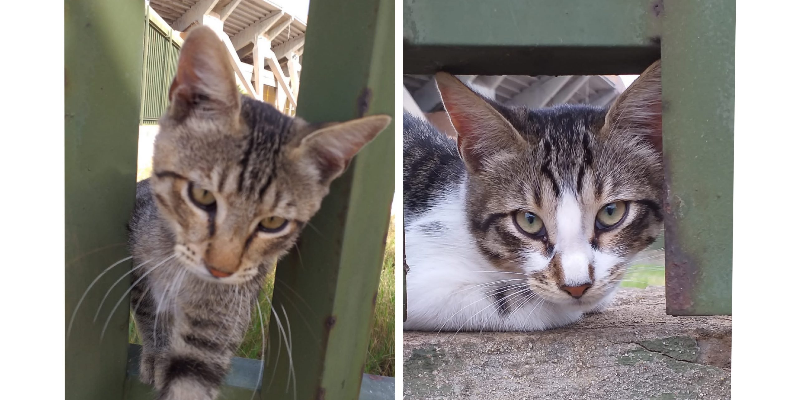 Radio Zampetta Sarda: “Adotta un gattino dallo stadio Sant’ Elia”