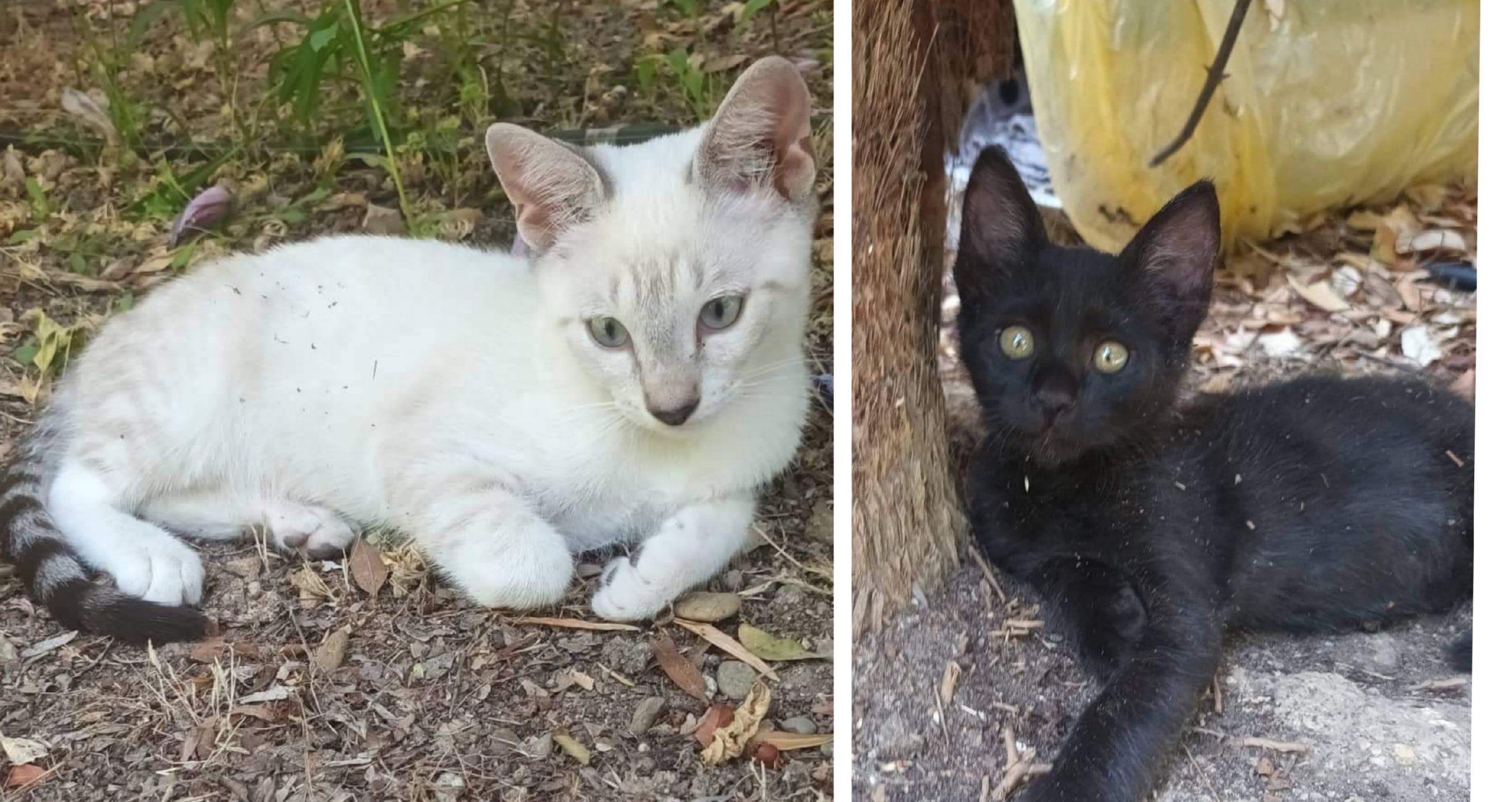 Sos a Radio Zampetta Sarda: “Scomparsi due gattini al parco di Terramaini, via alle ricerche”