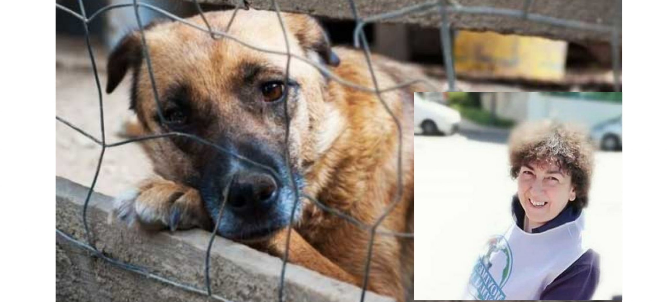 Lettera a Radio Zampetta Sarda: “Autorità fantasma quando si tratta di tutelare gli animali”