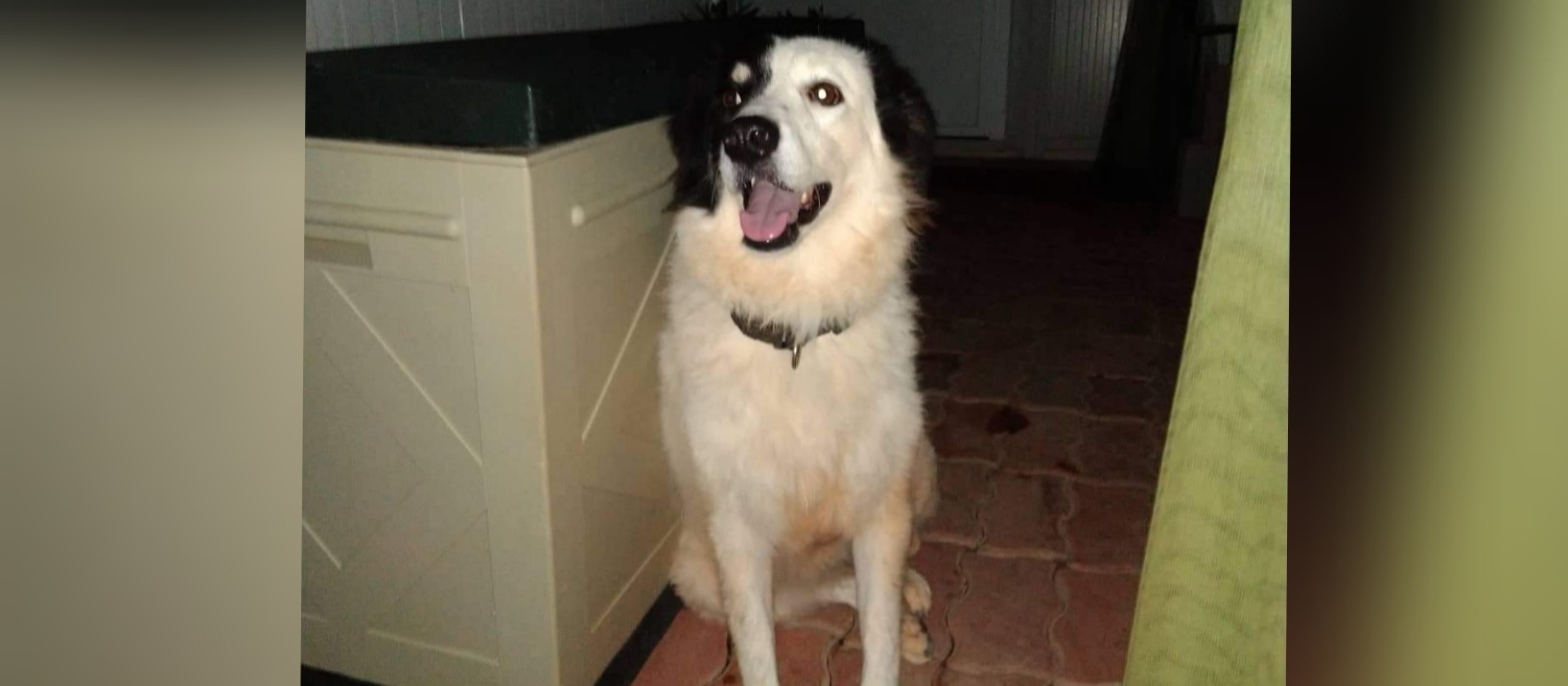 Cercasi casa per Amara, appello a Radio Zampetta Sarda