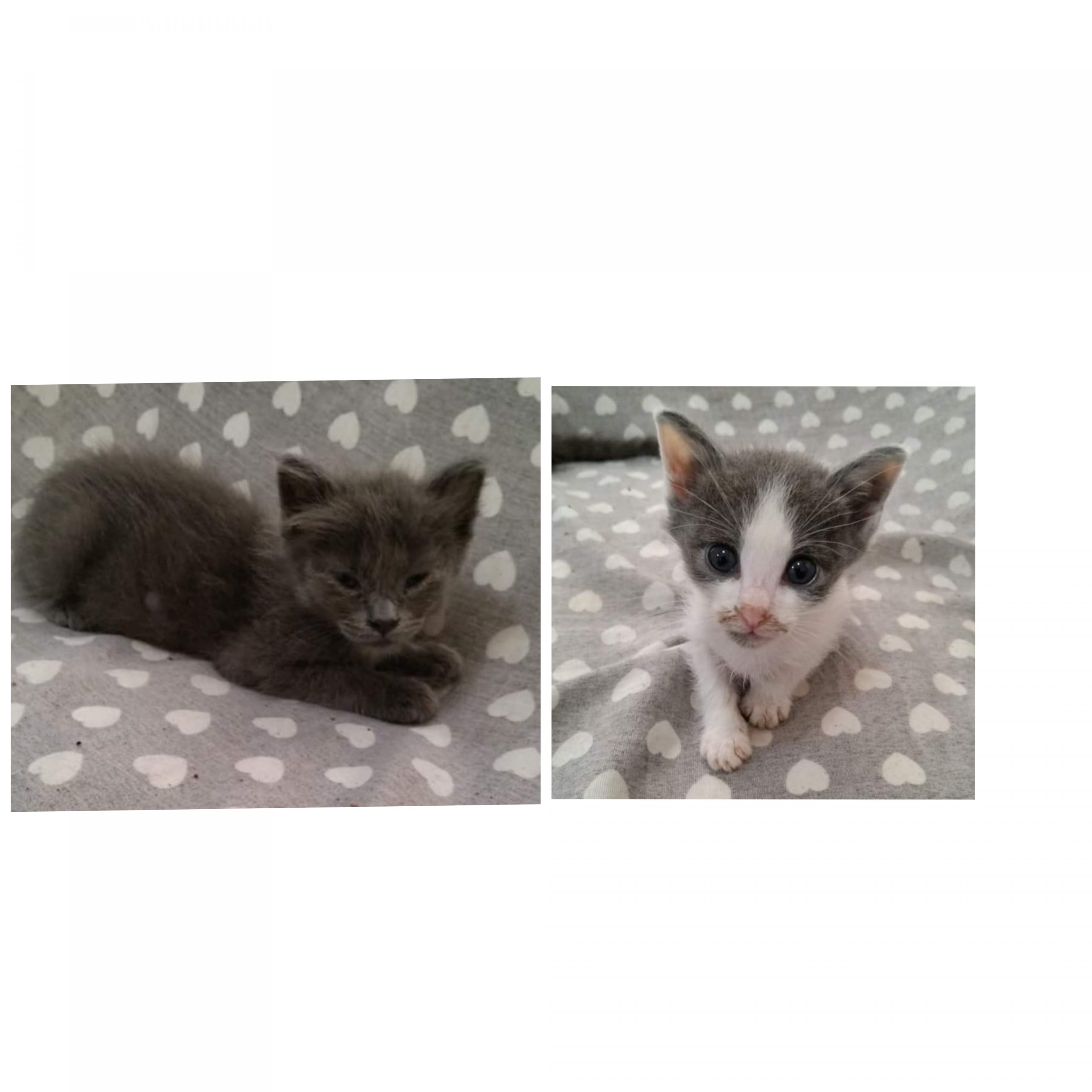 Sos a Radio Zampetta Sarda: “2 mesi di tenerezza, aspettano una famiglia per la vita”