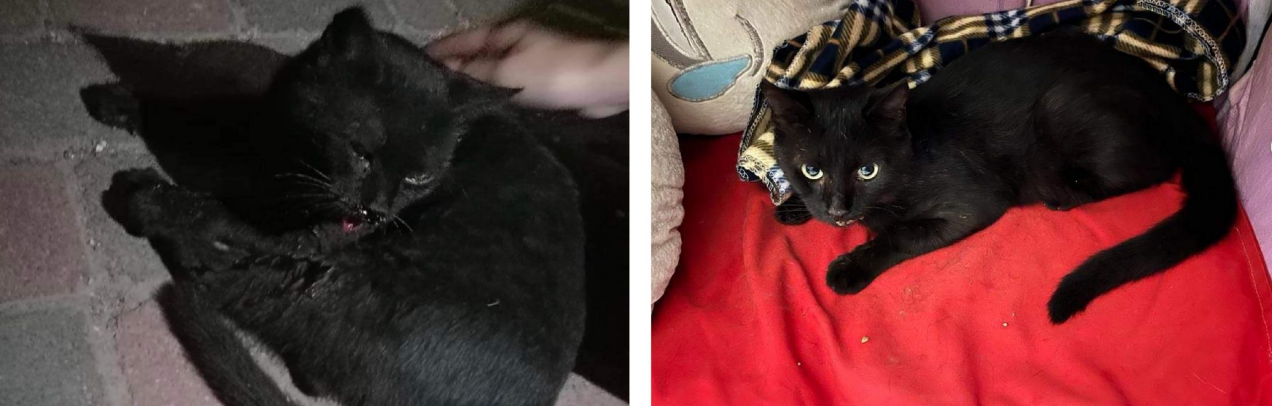 Appello a Radio Zampetta Sarda: “raccolta fondi per un gatto investito”