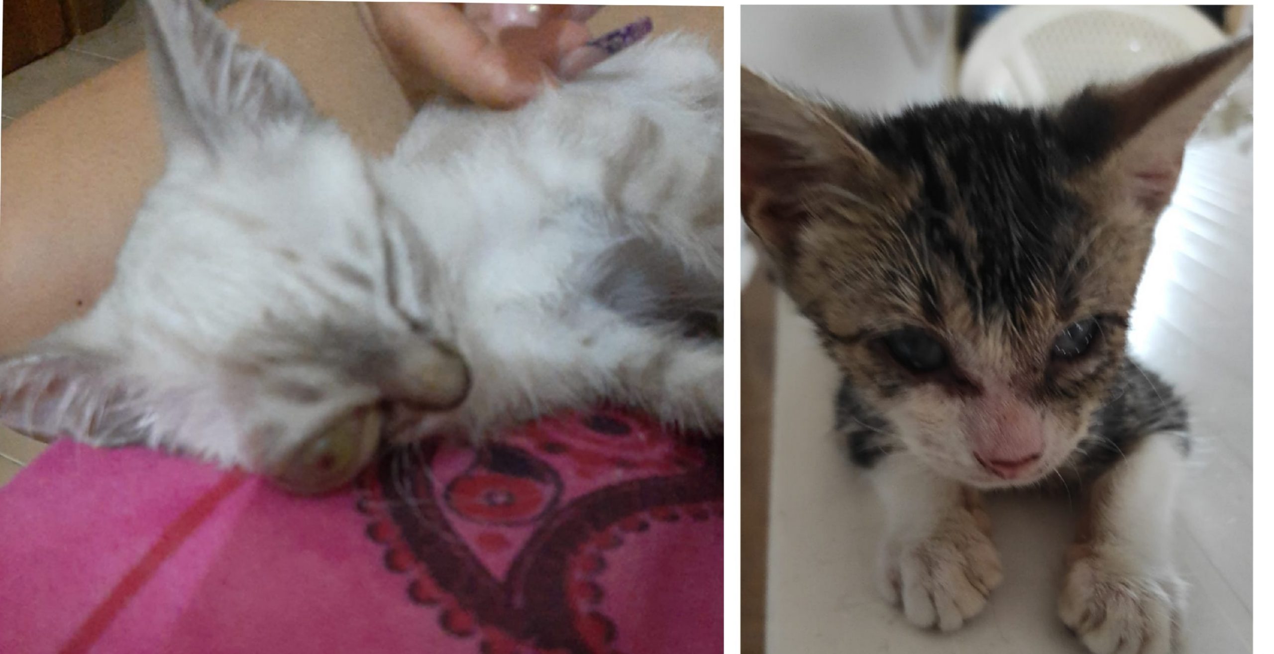 2 micini bisognosi di cure, sos a Radio Zampetta Sarda