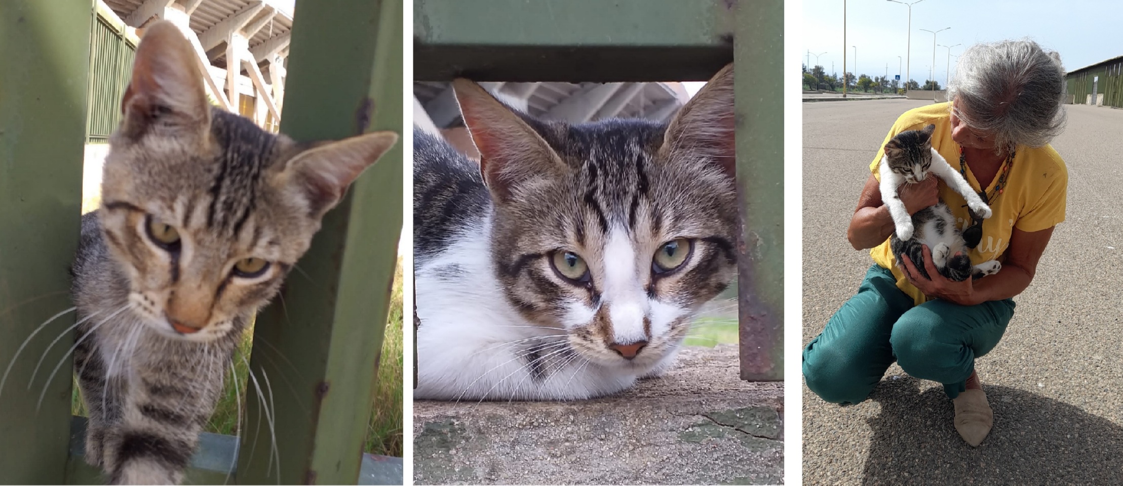 Sos stadio Sant’Elia, cercasi adozione per 2 gattini: appello a Radio Zampetta Sarda