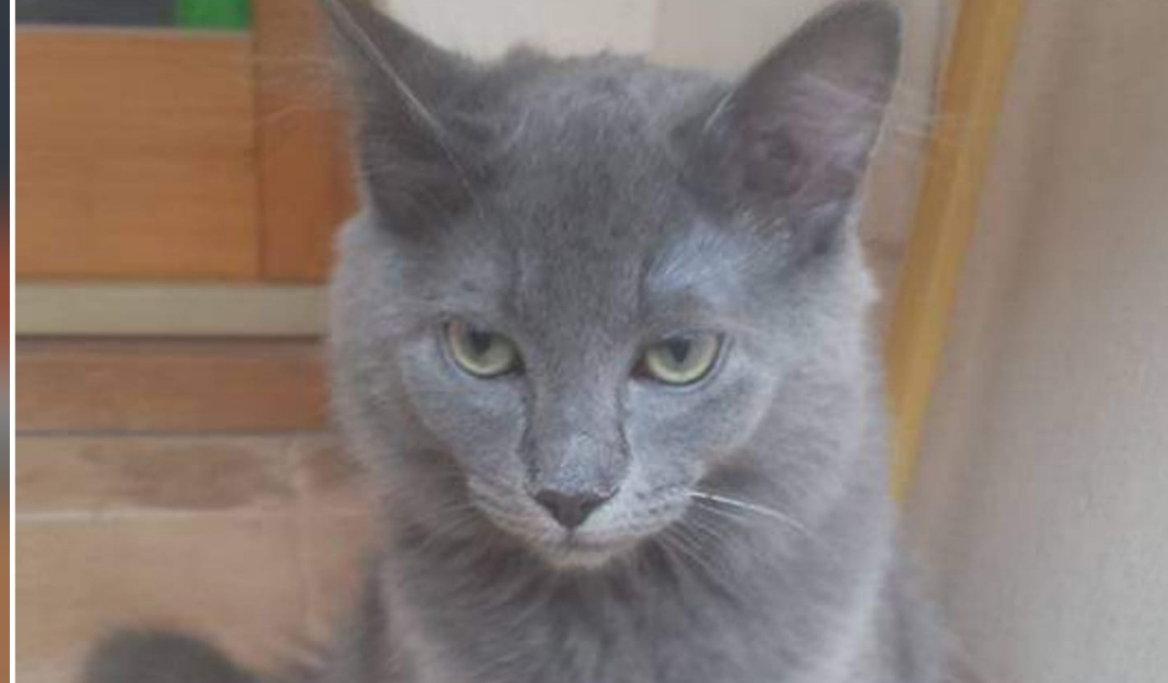 Radio Zampetta Sarda, smarrito Tom a Quartu: “Vi prego, aiutatemi a ritrovarlo”