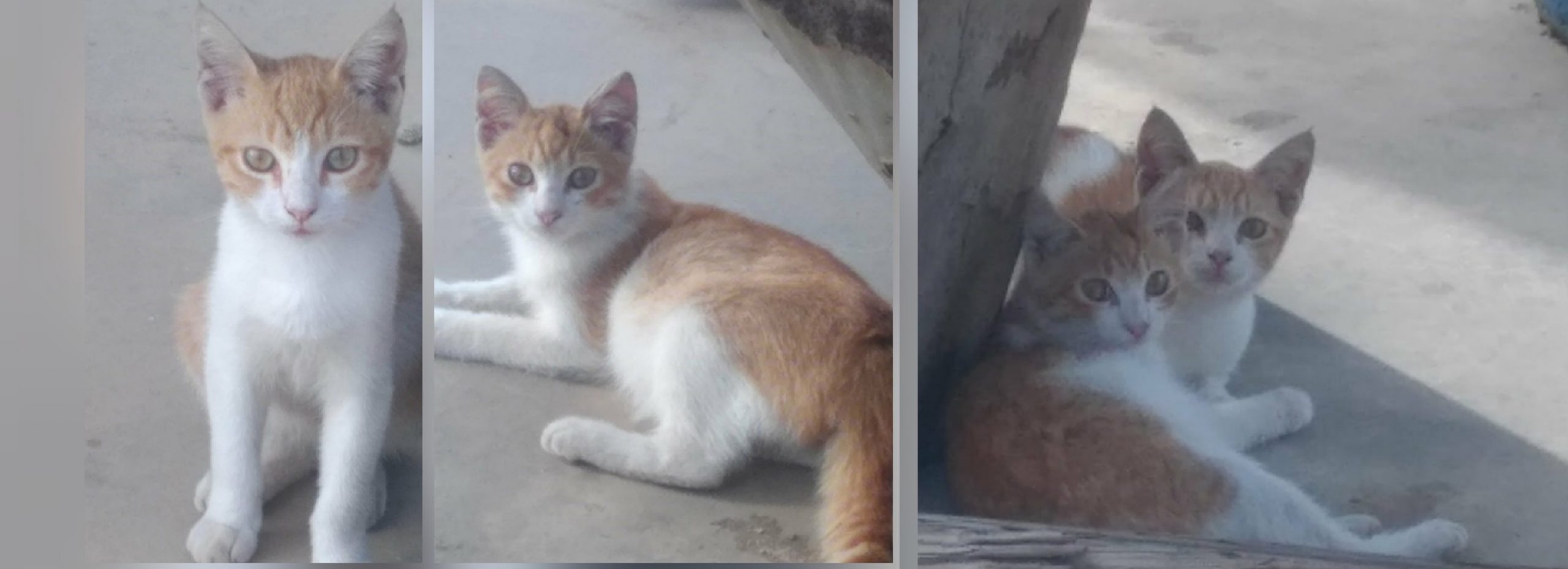 Radio Zampetta Sarda, cercasi adozione per fratello Sole e sorella Luna