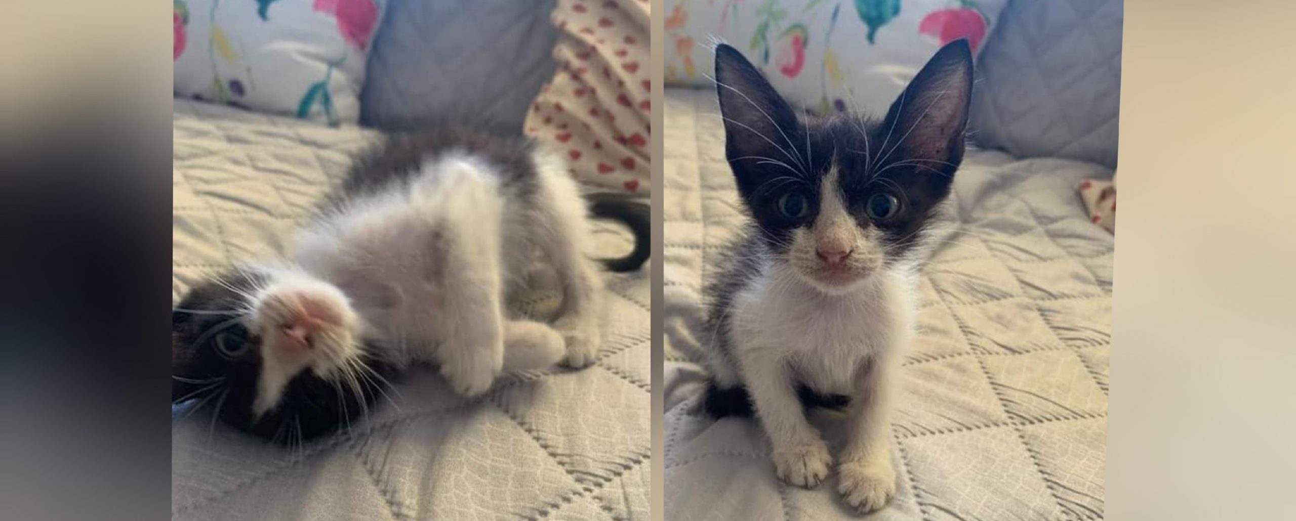 Cagliari, sos a Radio Zampetta Sarda: “Gattina di 30 giorni cerca casa”