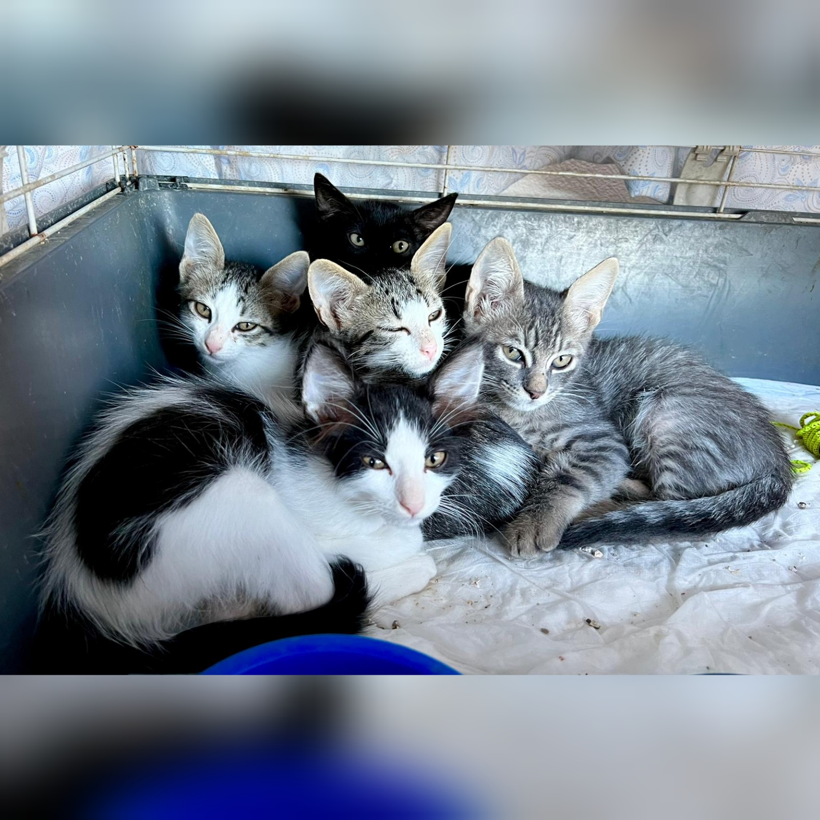 Adozione del cuore per i magnifici cinque gattini a Radio Zampetta Sarda