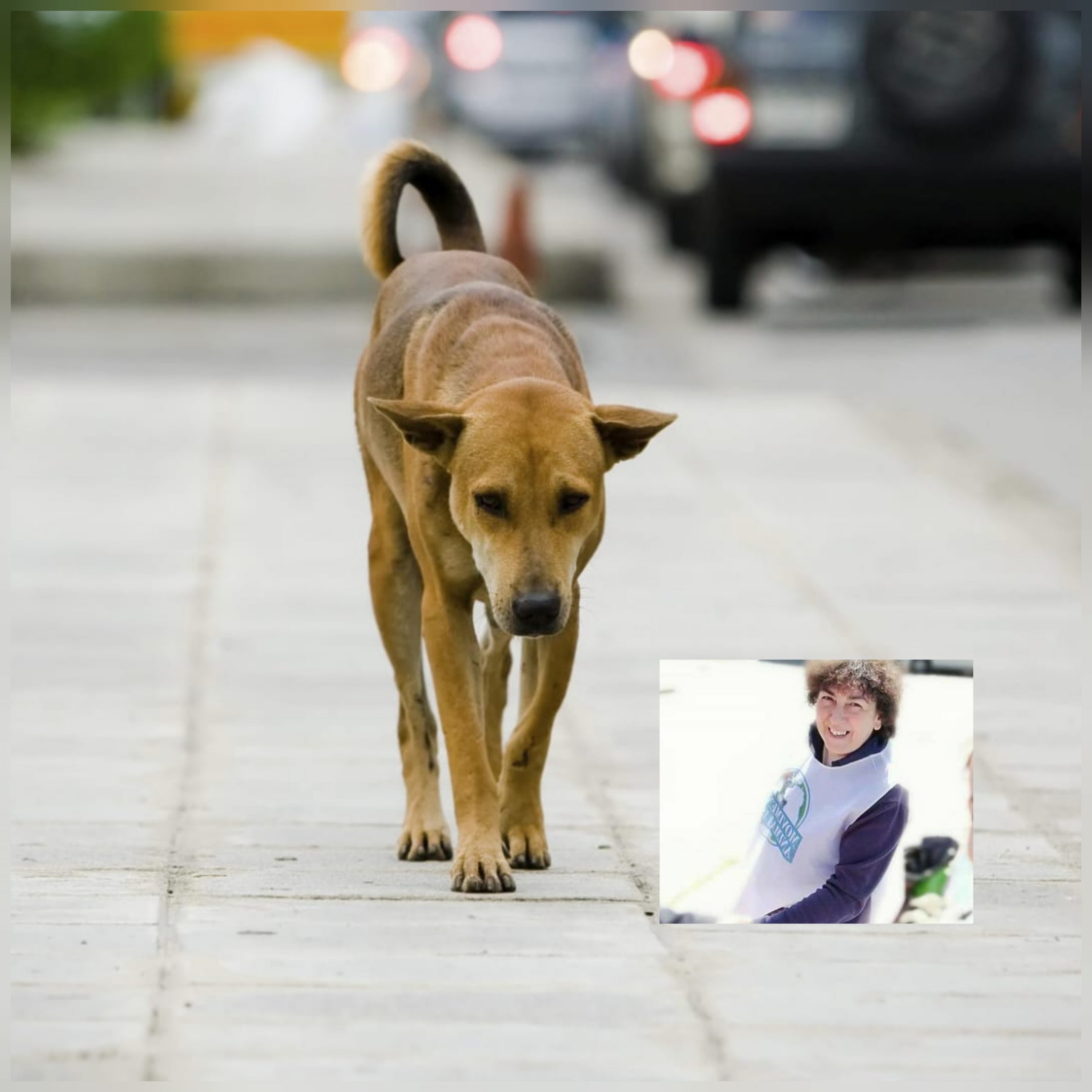 Radio Zampetta Sarda: maltrattamento animale, l’ok della Prefettura per l’applicazione della normativa