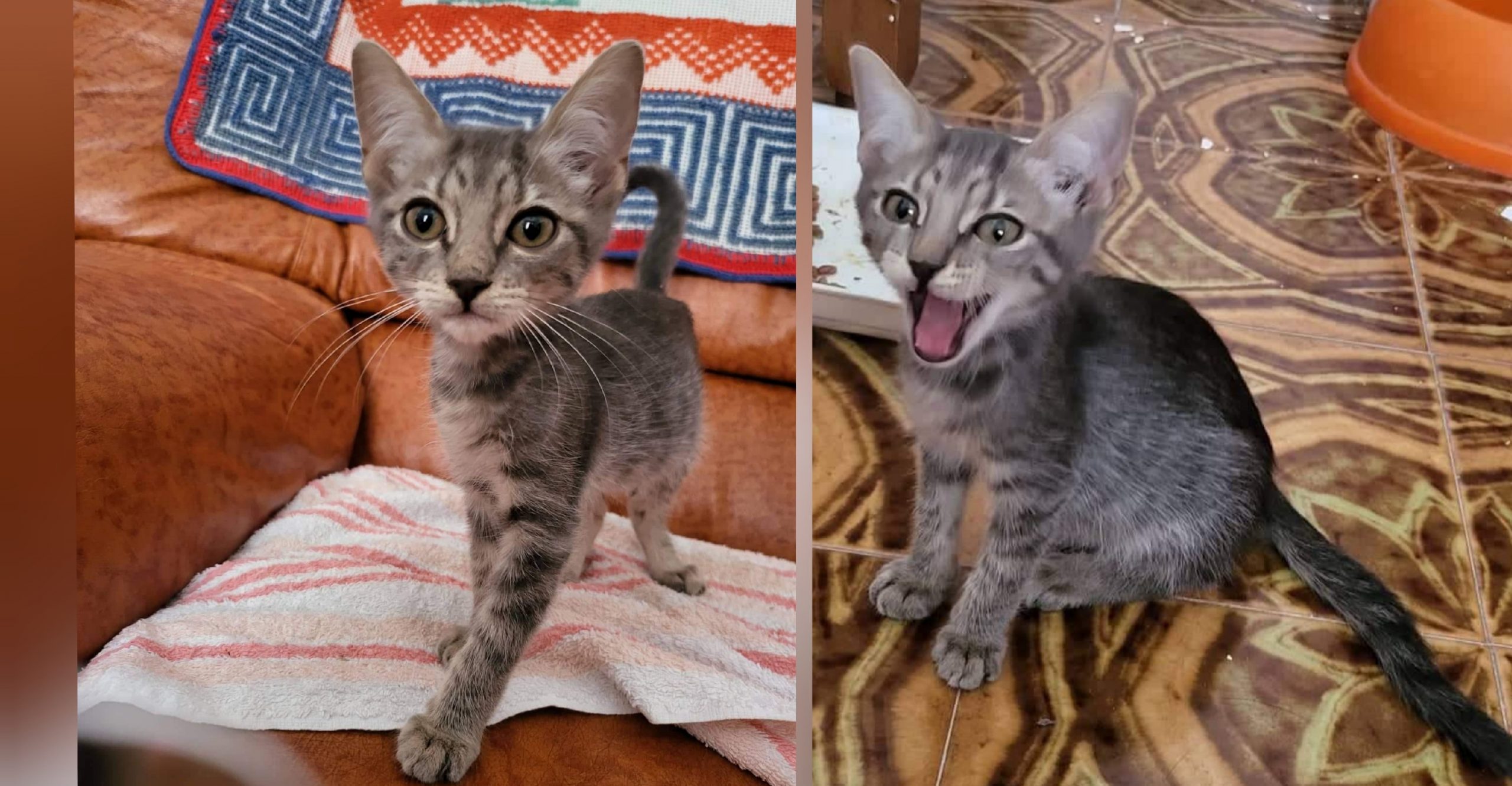 Appello a Radio Zampetta Sarda: una famiglia per la piccolissima Kitty