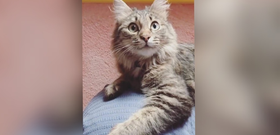 Radio Zampetta Sarda, sos per ritrovare Scricciola: continuano le ricerche