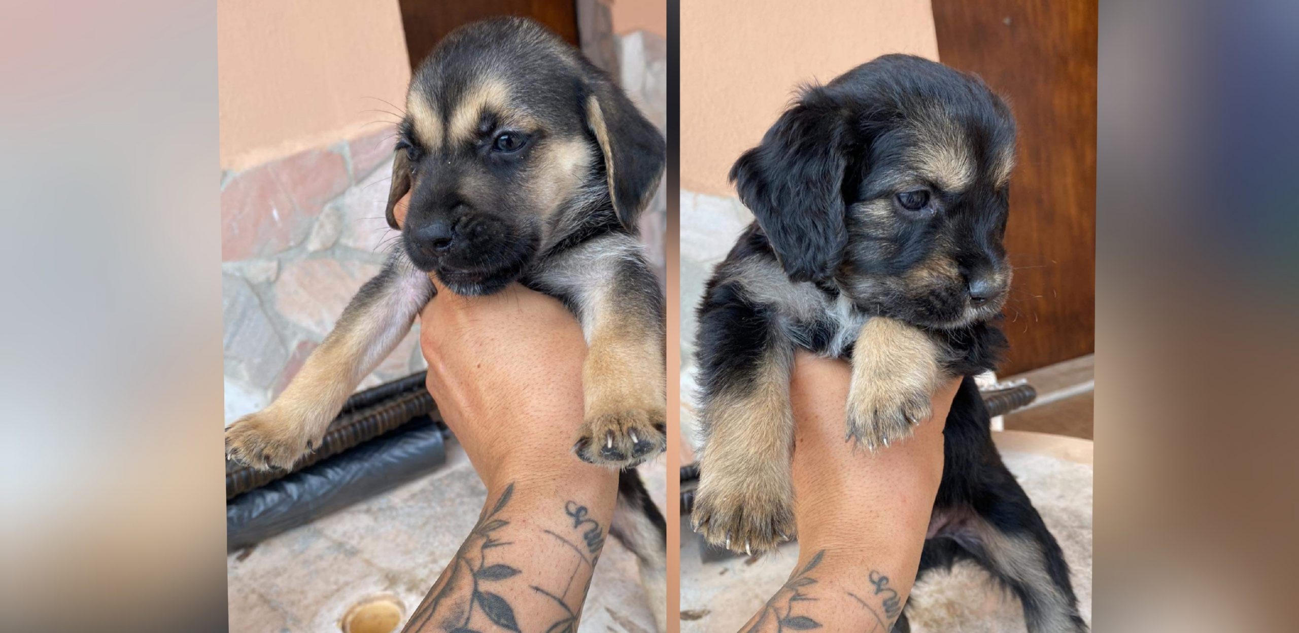 Radio Zampetta Sarda, cercasi adozione per 3 cuccioli abbandonati