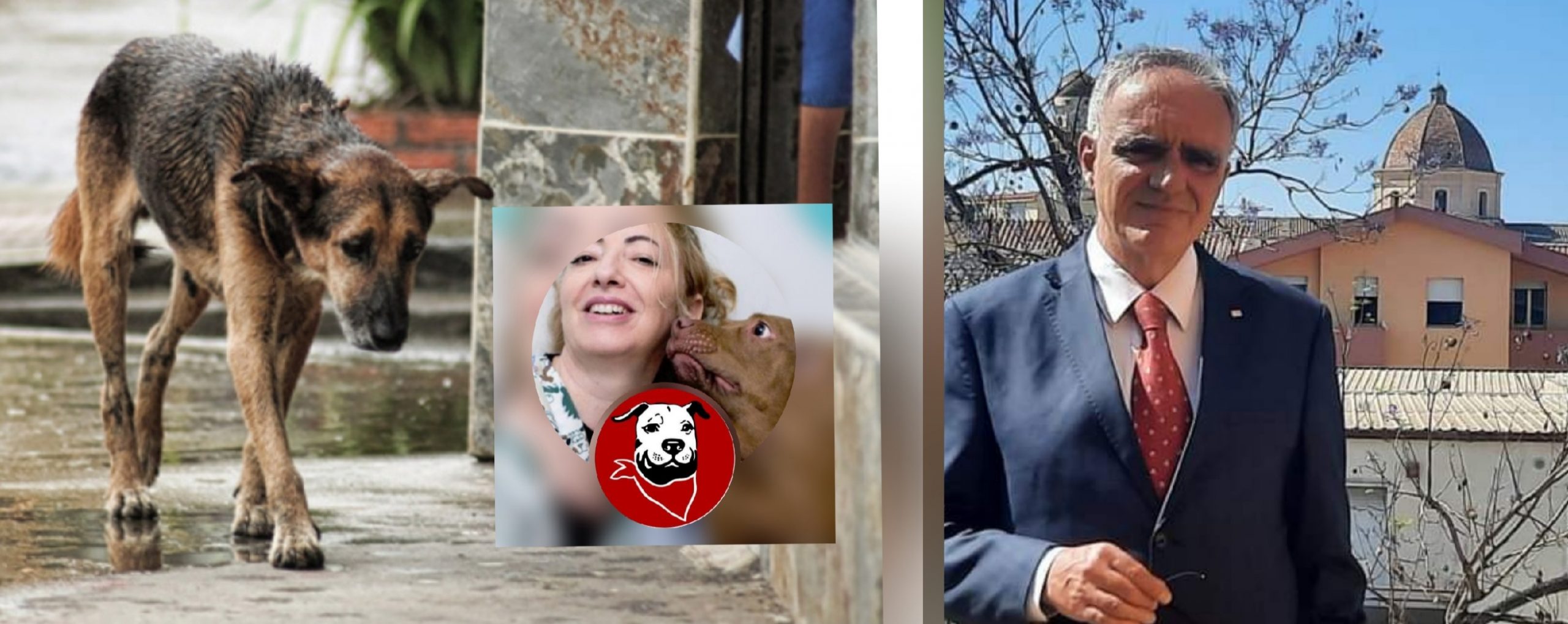 “Effetto Palla” a Quartu, al via sterilizzazione e microchippatura