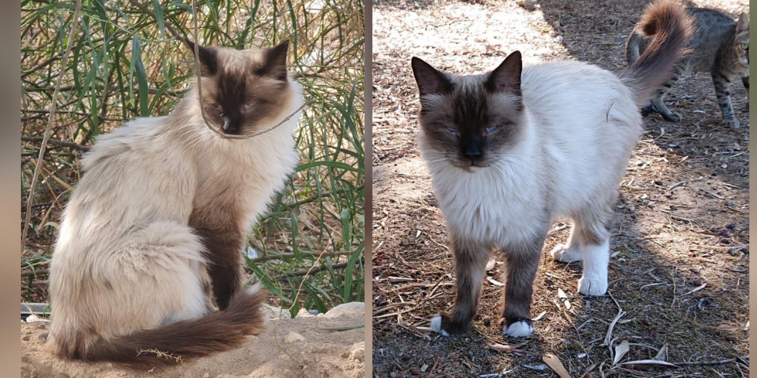 Radio Zampetta Sarda, Birmana cerca adozione responsabile