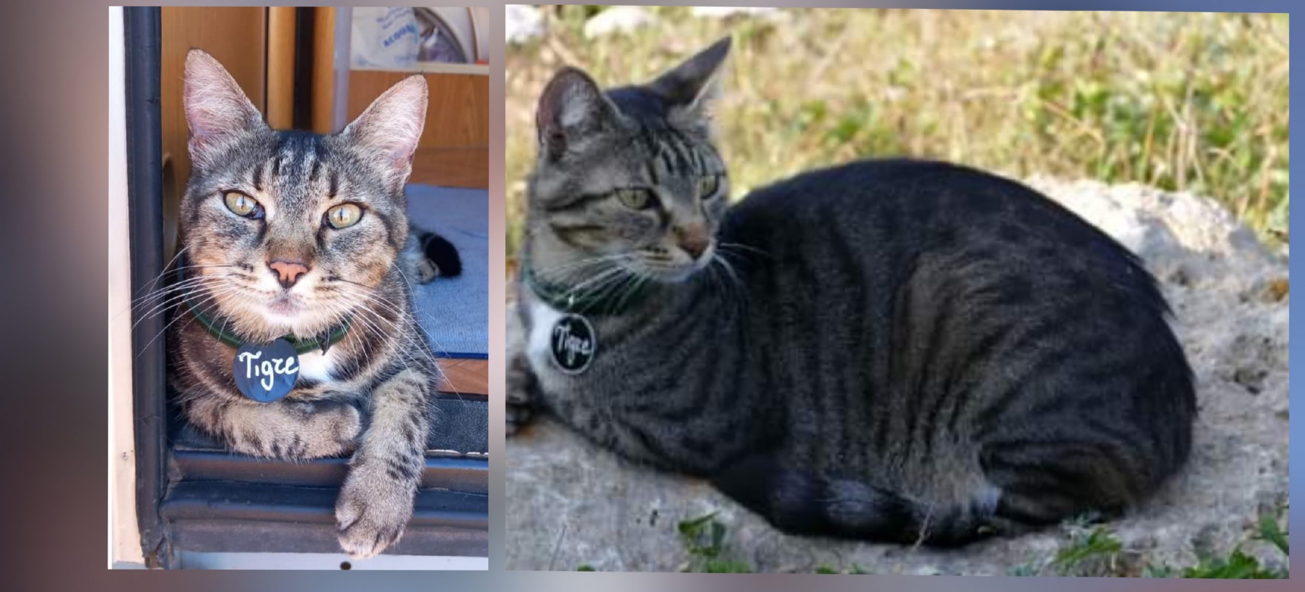 Tigre si è smarrita ad Alghero, appello a Radio Zampetta Sarda