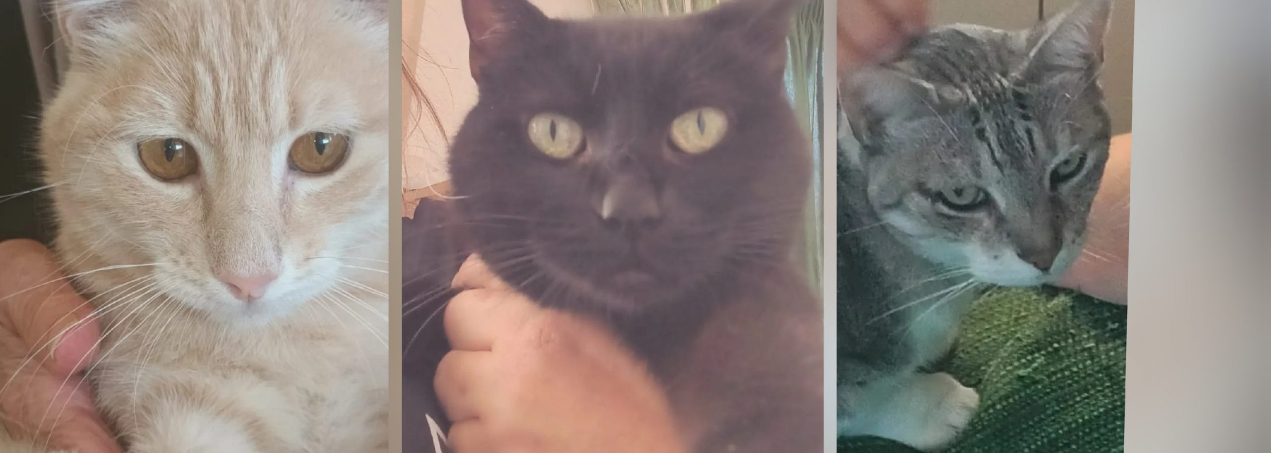 Sos a Radio Zampetta Sarda: padrona ricoverata, 3 mici cercano adozione