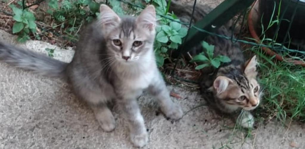 “Via i gattini dal cortile del condominio”, si cerca adozione del cuore a Quartu