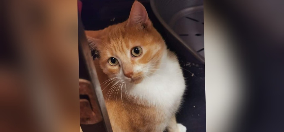 Sestu, la dolce micia Diva dal divano alla gabbia: “Chi la vuole adottare?”