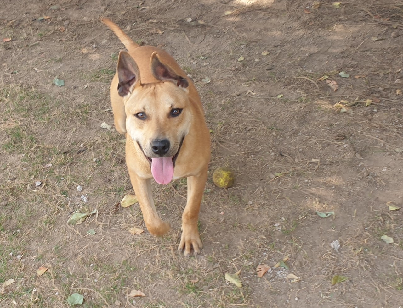 Adotta un cane dal canile di Cagliari: Mordicchio, abbandonato legato a un palo aspetta un vero padrone