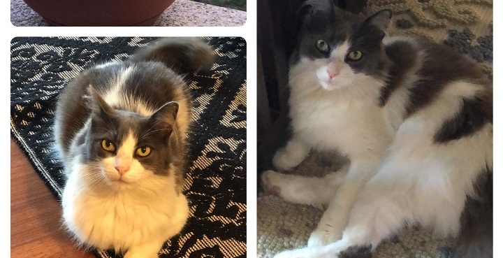 Sos a Radio Zampetta Sarda, smarrito Perseo: chi lo aiuta a tornare a casa?