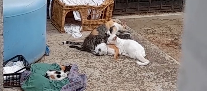 Radio Zampetta Sarda: “Cagliari, preti intolleranti, no ai gatti”