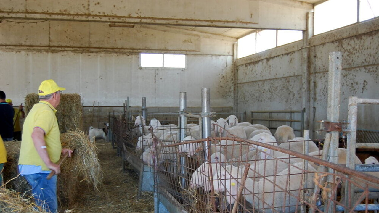 Strozzati dal Covid e dalla guerra, allevatori sardi alla canna del gas: “Vogliamo i ristori”