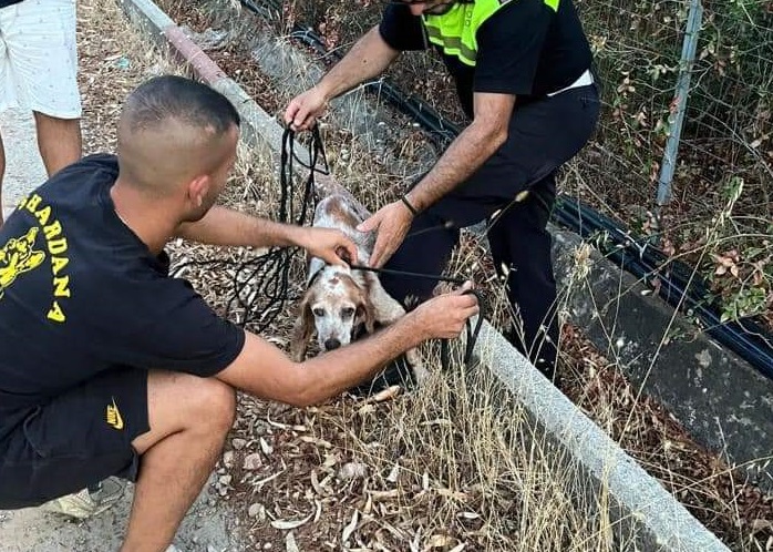 Maracalagonis, cane malato e abbandonato salvato dalla polizia municipale