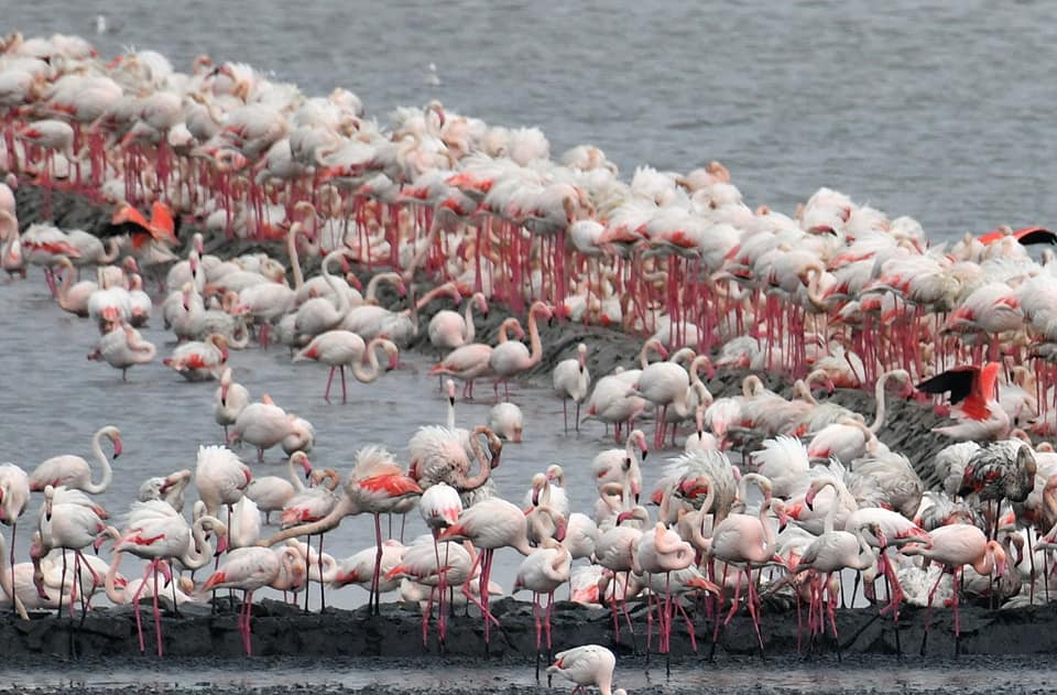 Puzza insopportabile nel Cagliaritano: “A Molentargius meno acqua per far nidificare i fenicotteri, aspettiamo le piogge per Terramaini”