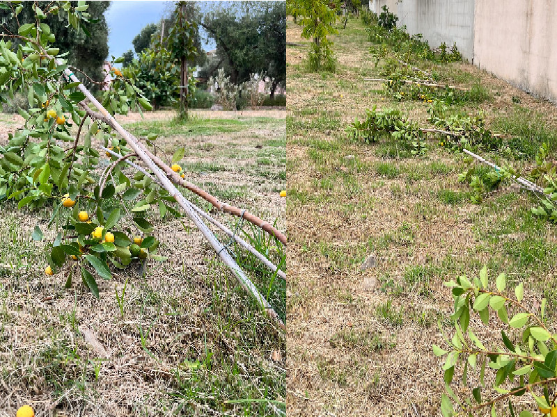 Choc a Pula, devastato il frutteto del Parco delle storie: decine di alberi e rami spezzati